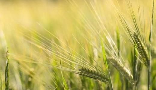 融合发展是乡村振兴战略的第一要义