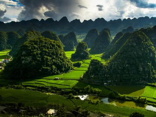 《关于全面推行林长制的意见》印发