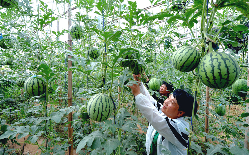 媒体报道|河北日报:“头雁”培训归来——乡村振兴篇