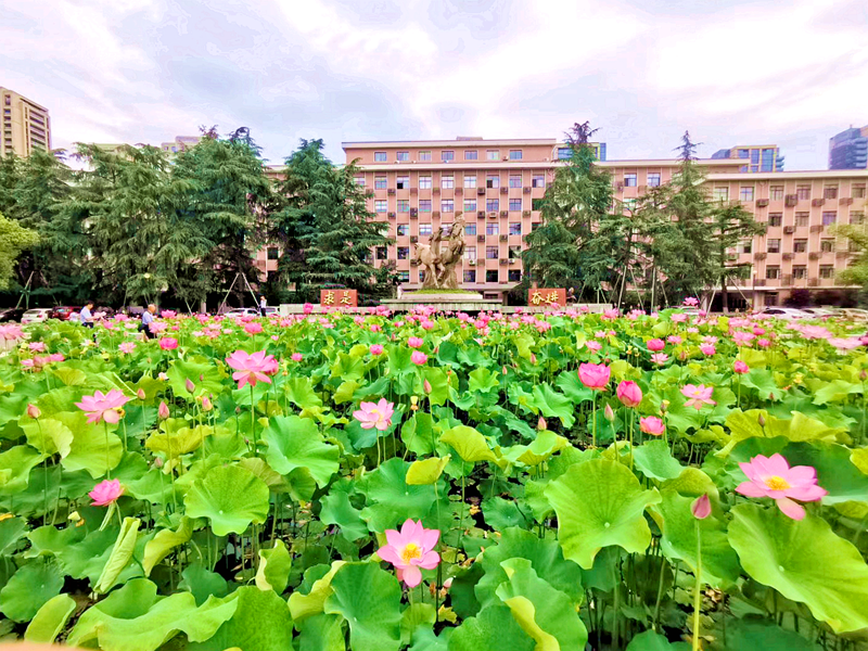 【华家池 · 景】今年夏天的第一朵荷花就在浙大华家池