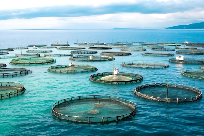 农业农村部有关负责人就关于加快推进深远海养殖发展的意见答记者问