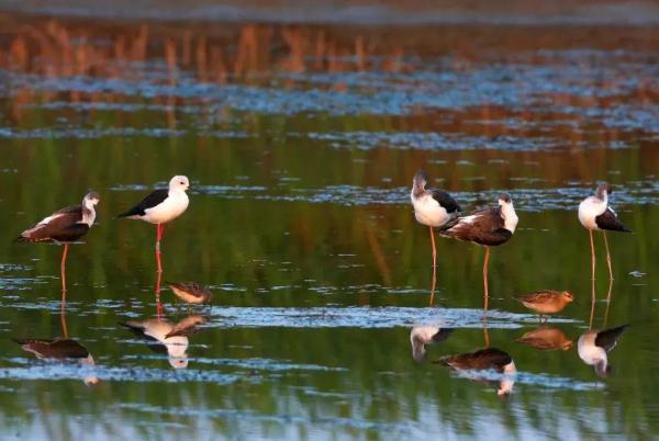 浙江新增2处国家重要湿地!