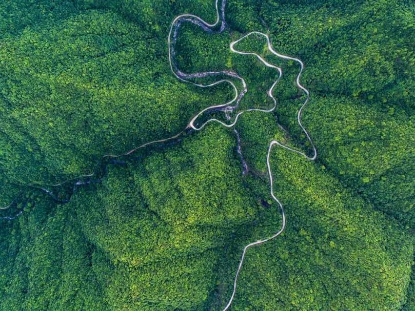 事关全省国有林场,浙江发布中长期发展规划!